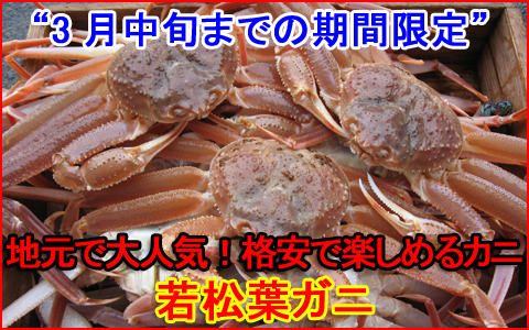 地元でも大人気！格安で楽しめる若松葉ガニ！
