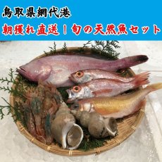 画像1: 朝獲れ直送！旬の天然魚セット(3〜5種類) (1)
