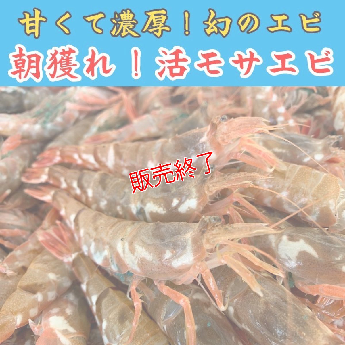画像1: 朝獲れ！活モサエビ 500g (1)