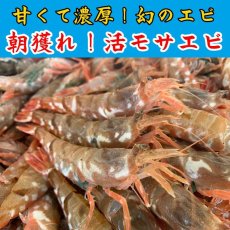 画像1: 朝獲れ！活モサエビ 500g (1)