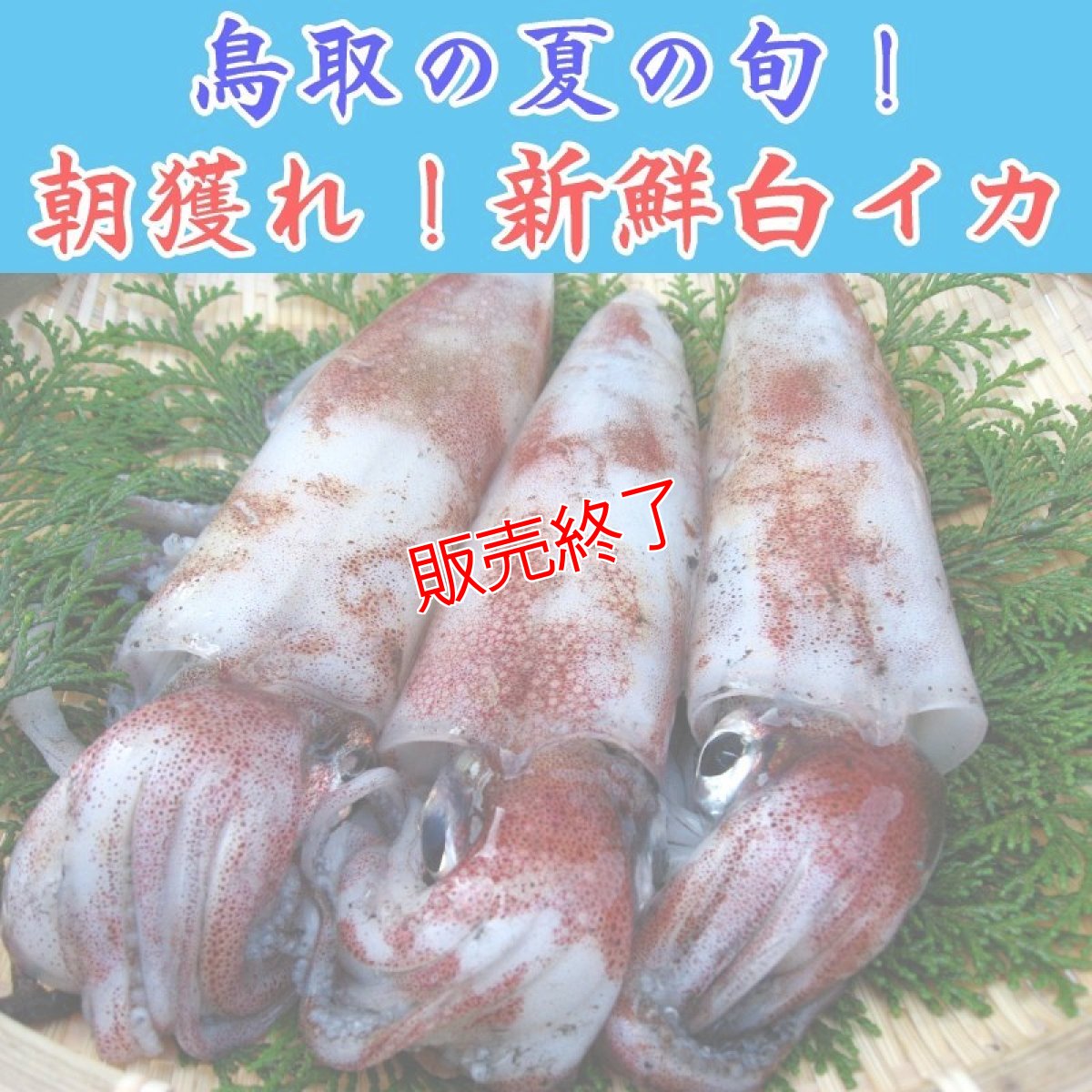 画像1: 朝獲れ！新鮮白イカ 1kg以上【2-5杯】 (1)