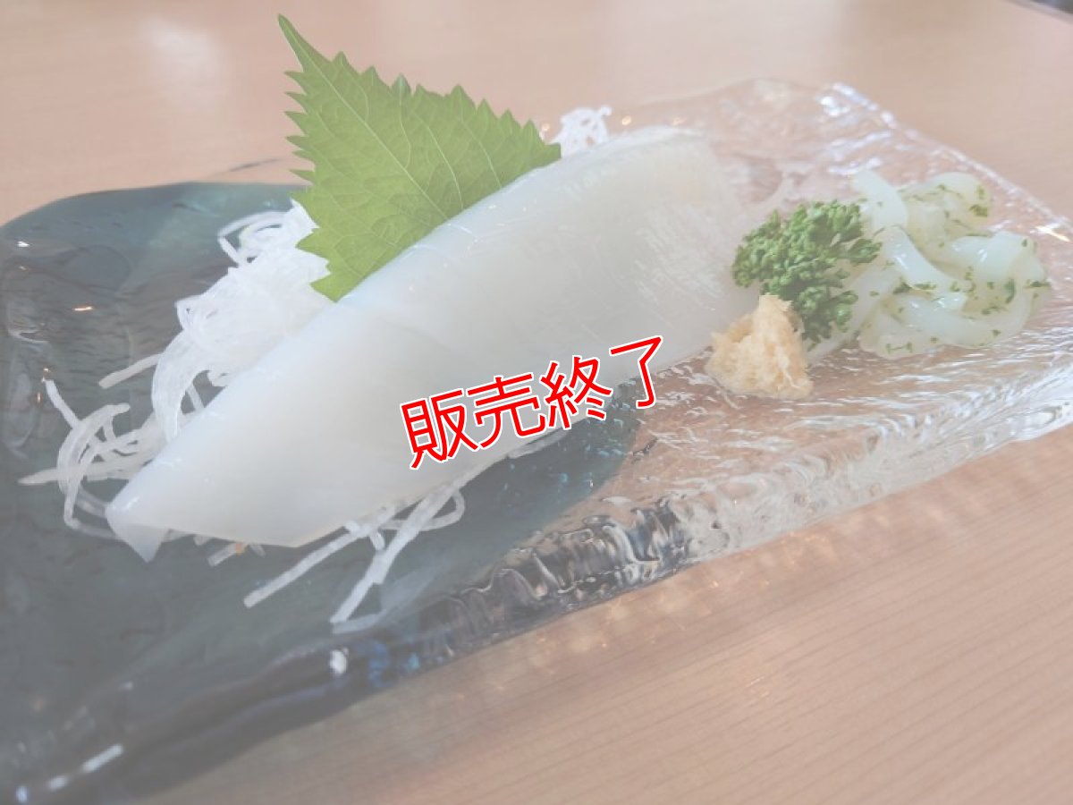 画像2: 朝獲れ！新鮮白イカ 1kg以上【2-5杯】 (2)