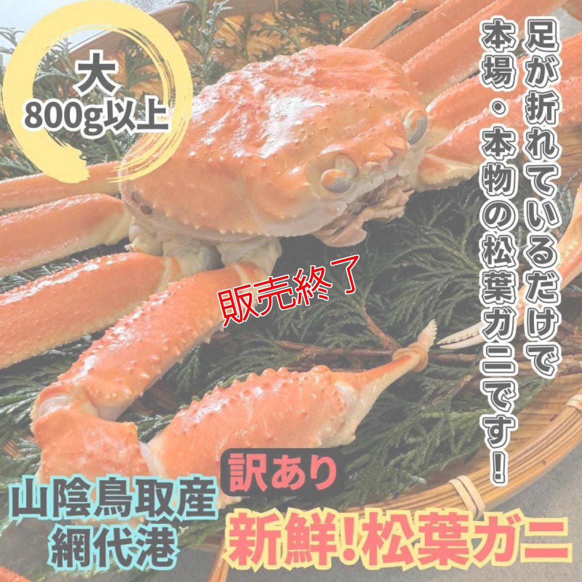 画像1: 訳あり！新鮮松葉ガニ【大】800ｇ以上 (1)