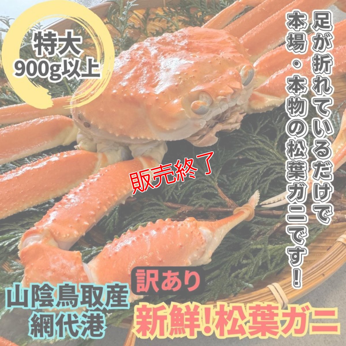 画像1: 訳あり！新鮮松葉ガニ【特大】900ｇ以上 (1)