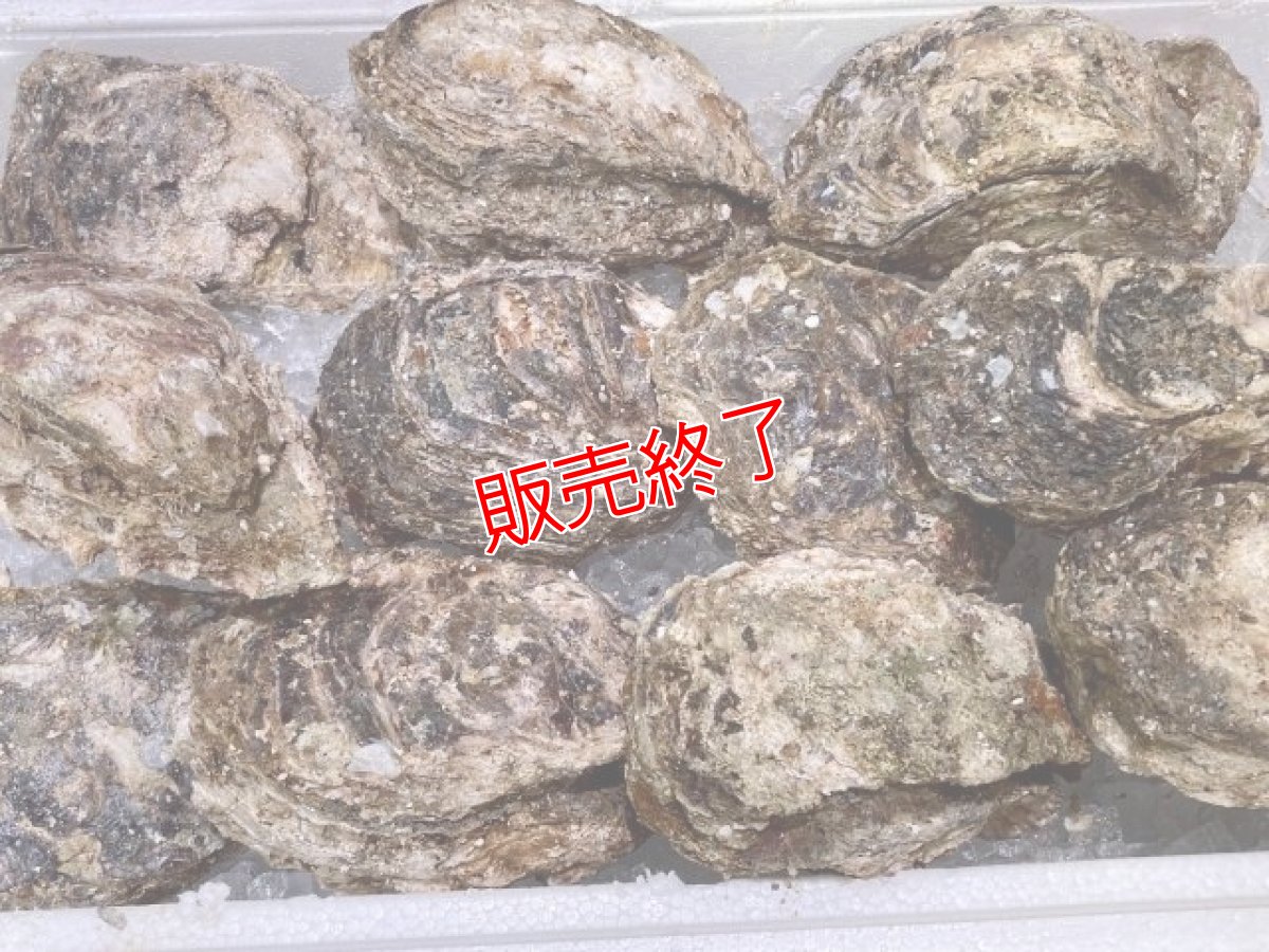 画像3: 夏限定！海のミルク『天然岩牡蠣』1kg以上【3-5個】 (3)