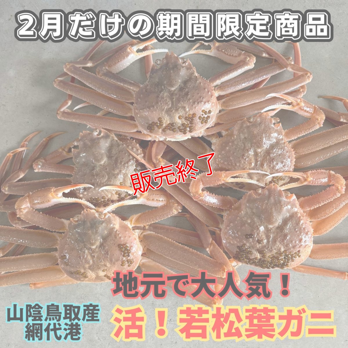 画像1: 地元で大人気！活若松葉ガニ【中・5枚】 (1)
