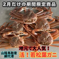 画像1: 地元で大人気！活若松葉ガニ【中・5枚】 (1)