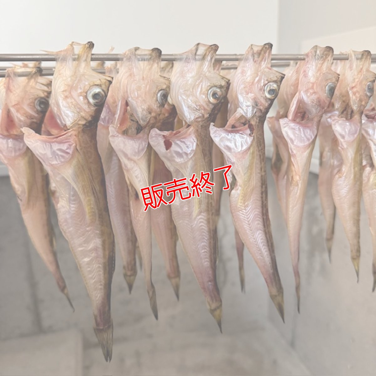 画像3: 自家製！ハタハタの一夜干し【大サイズ】10匹 (3)