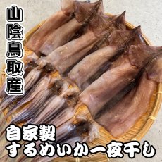 画像1: 自家製！するめいか一夜干し 【中サイズ】 5枚入り (1)