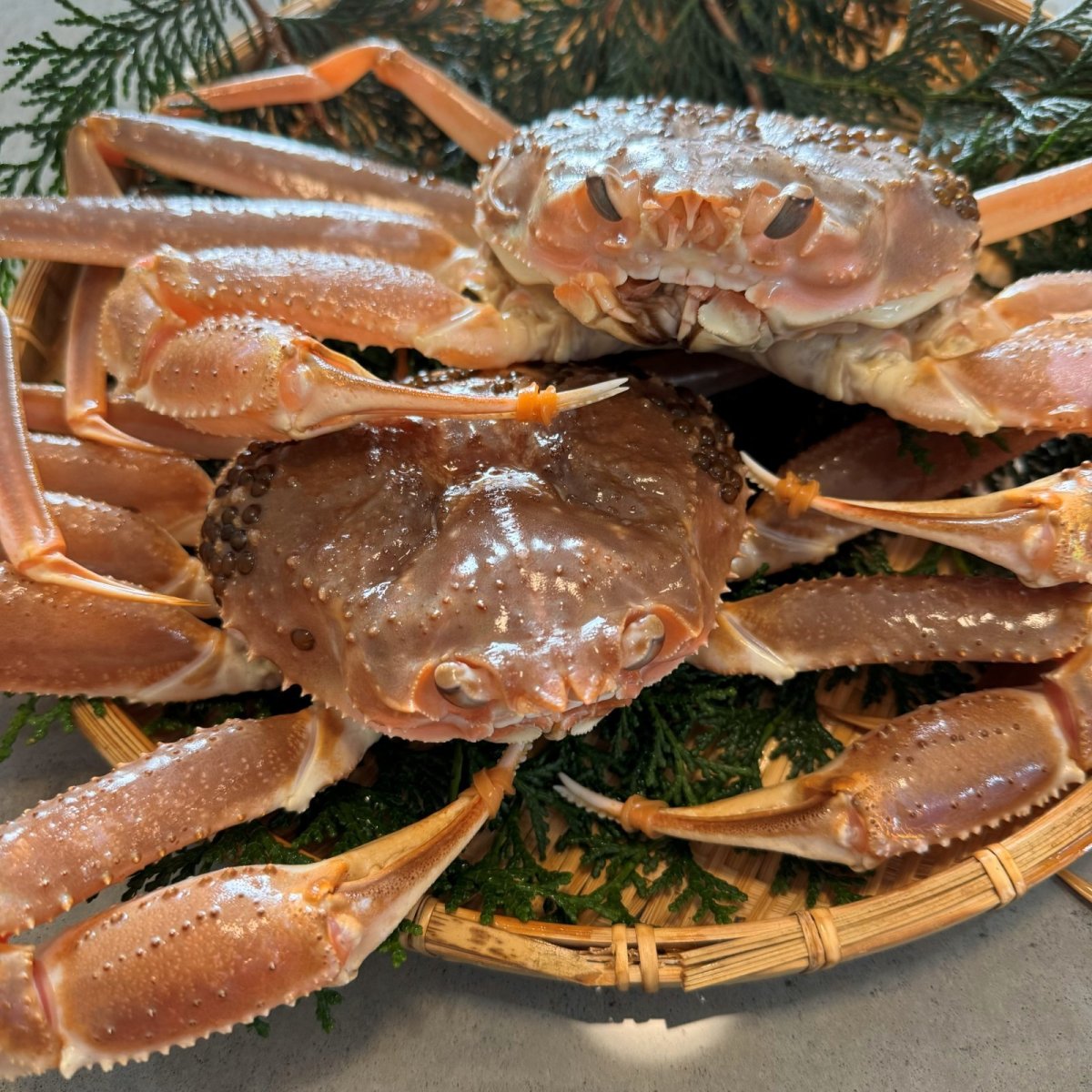 画像2: 数量限定特価！◆訳あり◆松葉ガニ1.5kgセット【2枚】 (2)