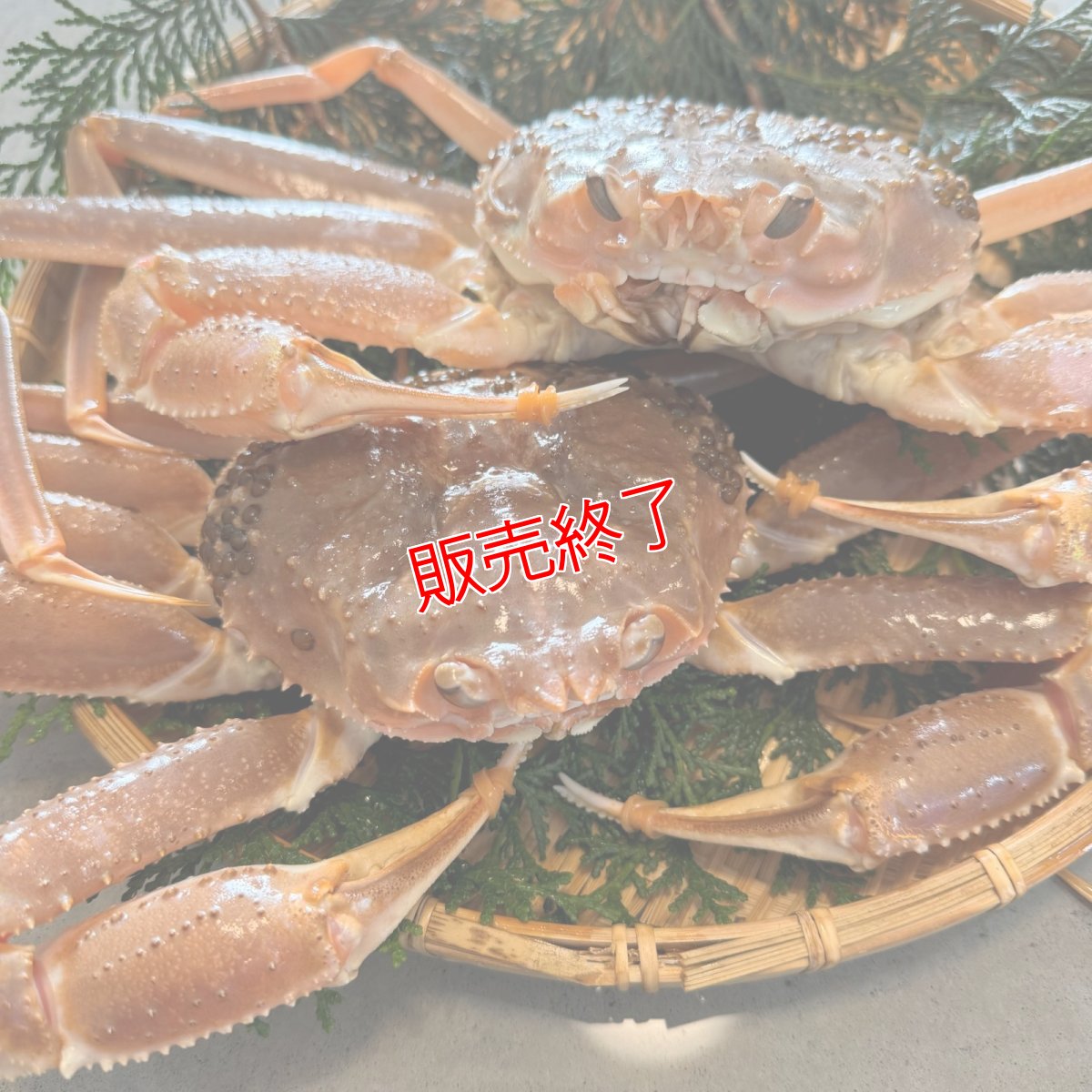 画像2: 数量限定特価！◆訳あり◆松葉ガニ1.5kgセット【2枚】 (2)