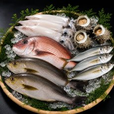画像2: 朝獲れ直送！旬の天然魚セット(2〜3種類) (2)
