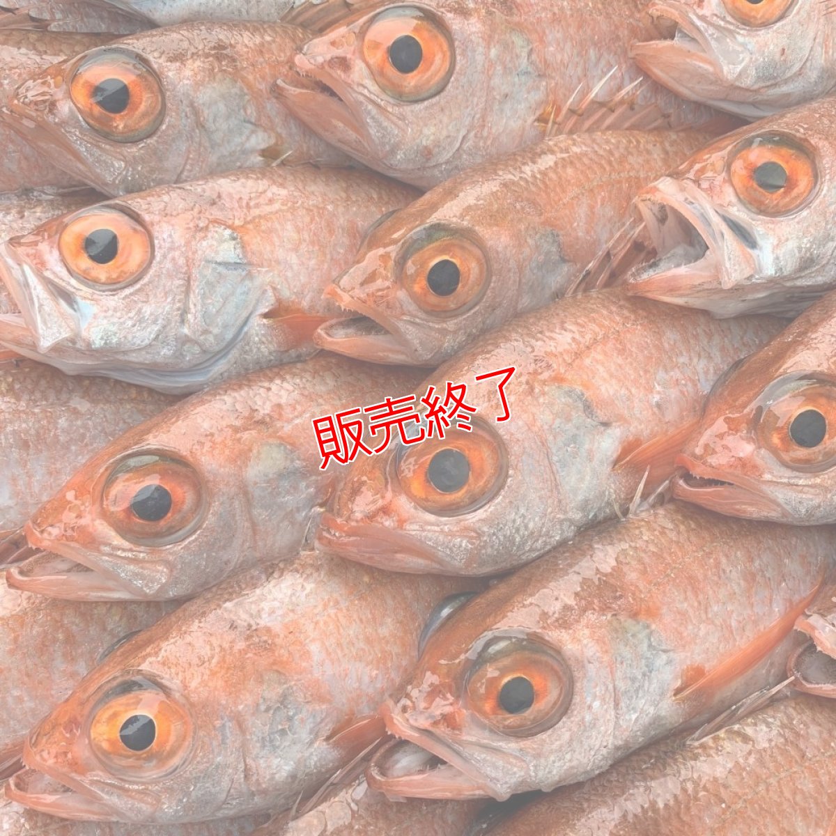 画像4: 朝獲れ直送！旬の天然魚セット(3〜5種類) (4)