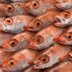 画像4: 朝獲れ直送！旬の天然魚セット(3〜5種類) (4)