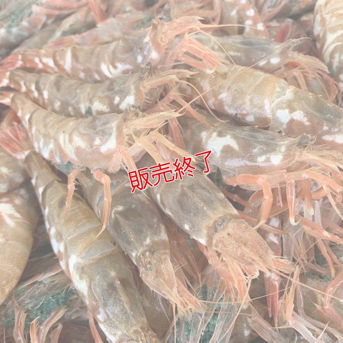 画像3: 朝獲れ直送！旬の天然魚セット(3〜5種類) (3)