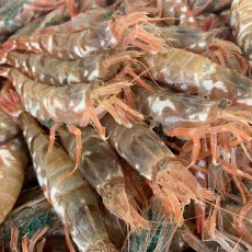 画像3: 朝獲れ直送！旬の天然魚セット(3〜5種類) (3)