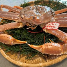 画像2: 特上最高級松葉ガニ≪ブランドタグ付≫【特大】900ｇ以上 (2)