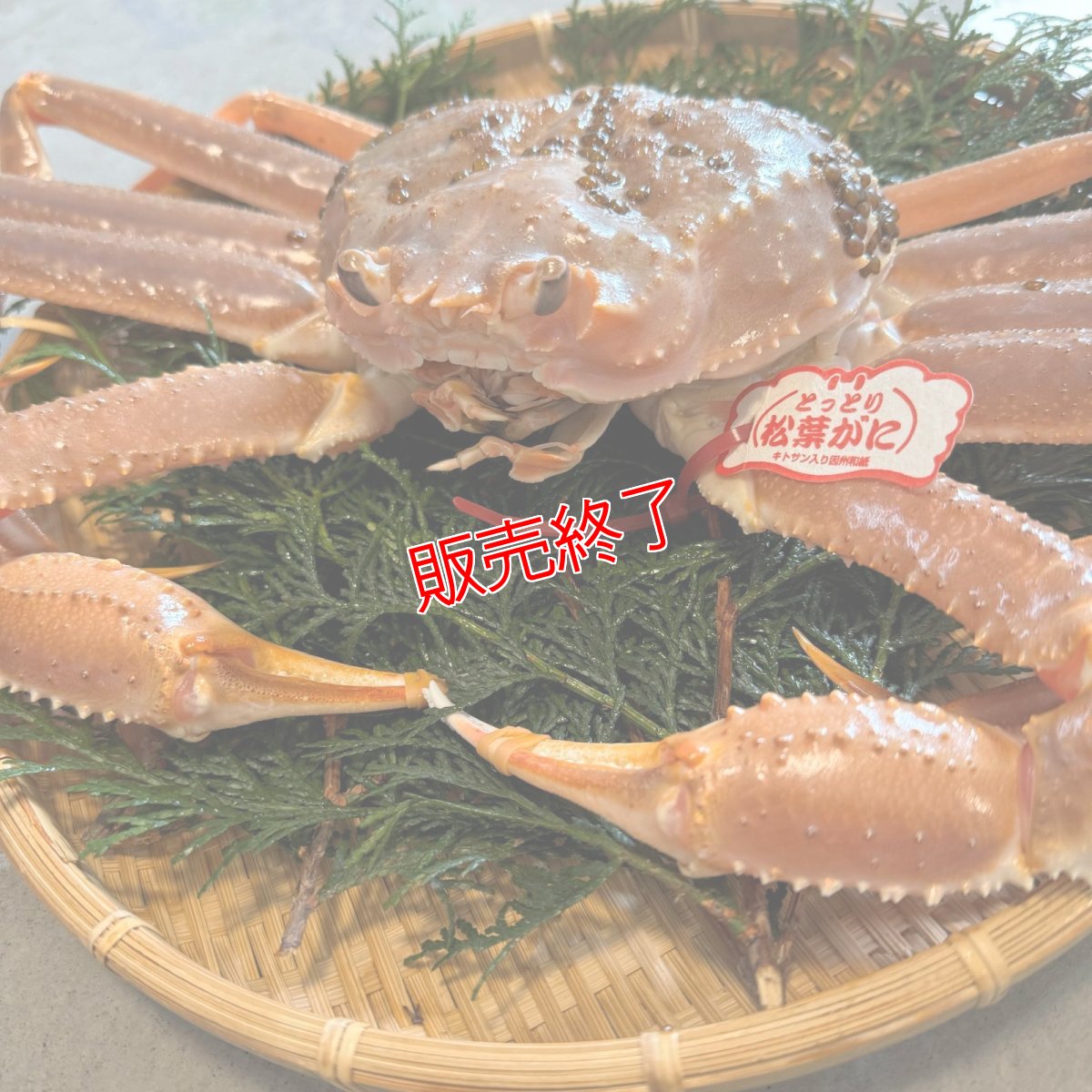 画像2: 超最高級松葉ガニ≪ブランドタグ付≫【超特大ジャンボ】1.0kg以上 (2)