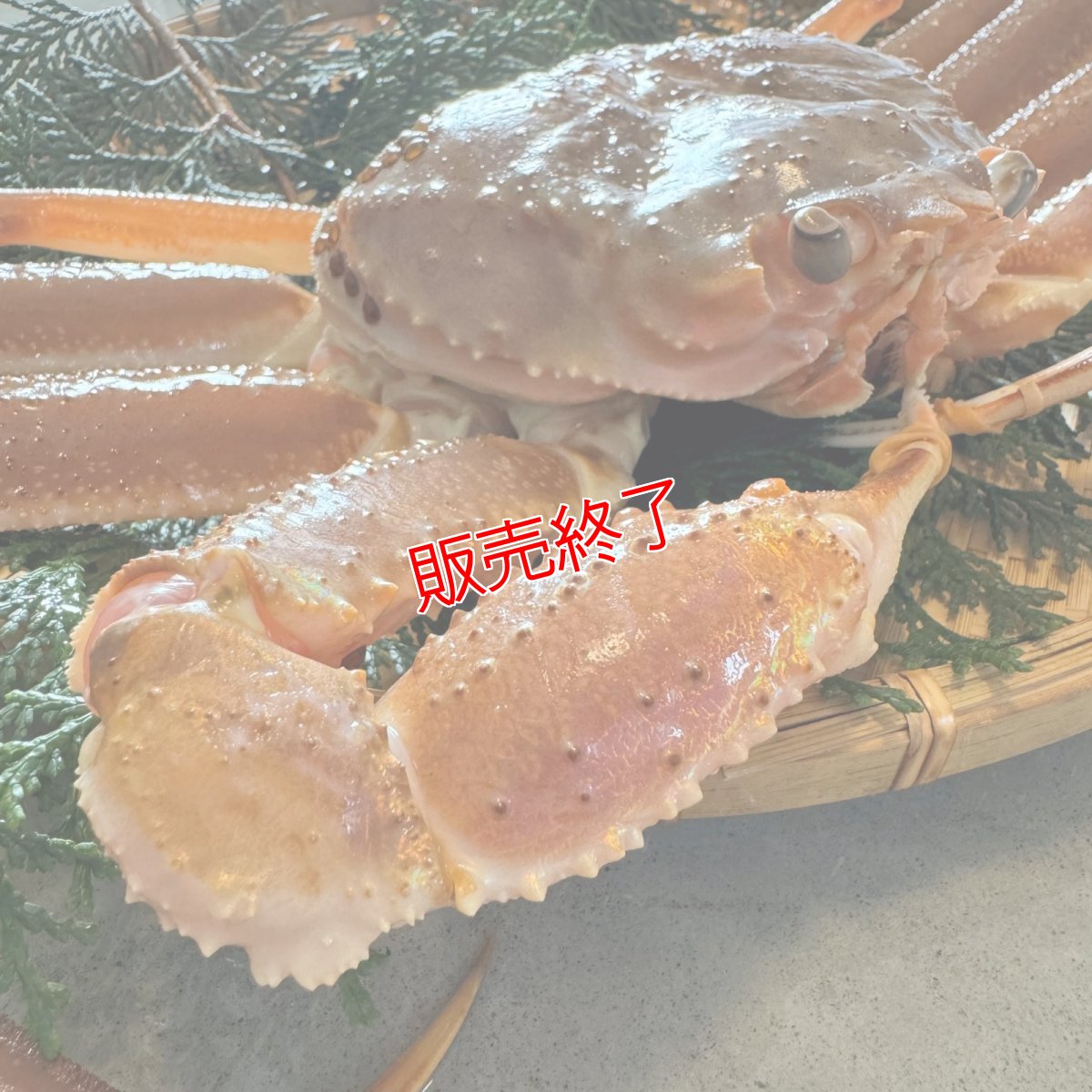 画像2: 特別価格！訳あり！新鮮松葉ガニ【大】800ｇ以上 (2)