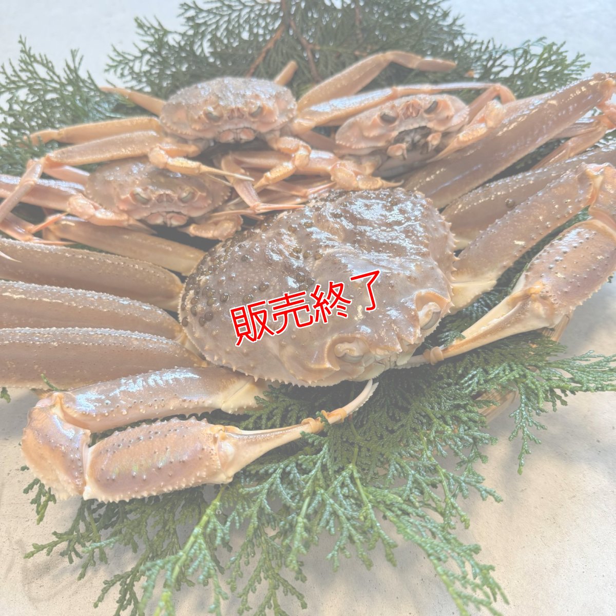 画像2: 訳あり！松葉ガニ・セコガニ夫婦セット【松葉ガニ(大・1枚)＆セコガニ(中・3枚)】 (2)
