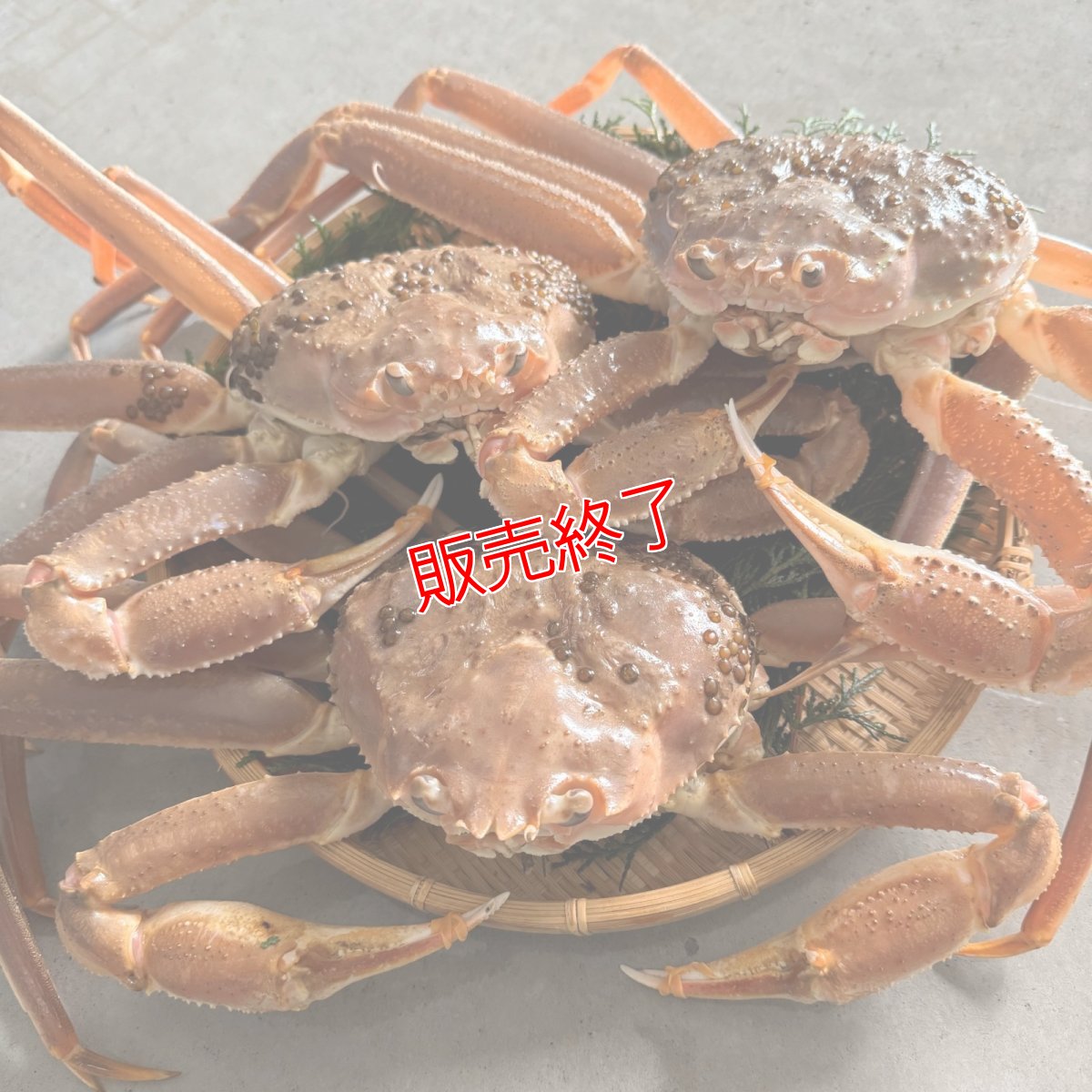 画像2: 数量限定特価！◆訳あり◆松葉ガニ2kgセット【3枚】 (2)
