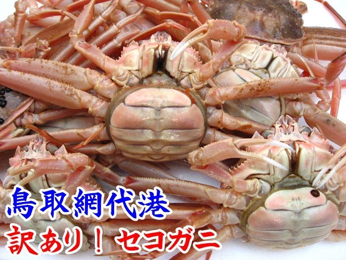 セコガニ 松葉ガニ セコガニ通販店 鳥取網代港より鮮度抜群の松葉ガニ セコガニ直送 さかなや新鮮組