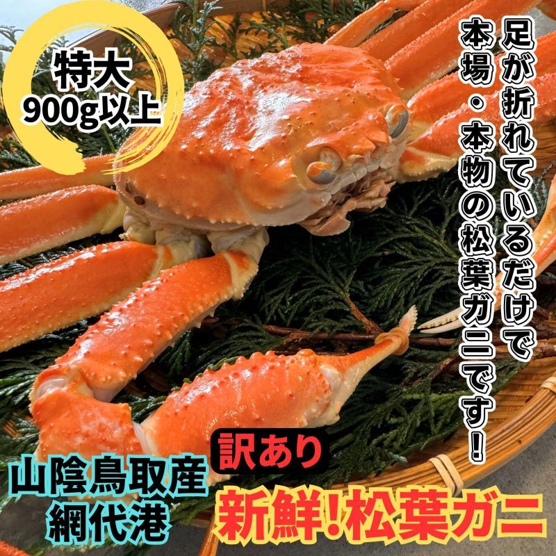 訳あり！新鮮松葉ガニ【特大】900ｇ以上