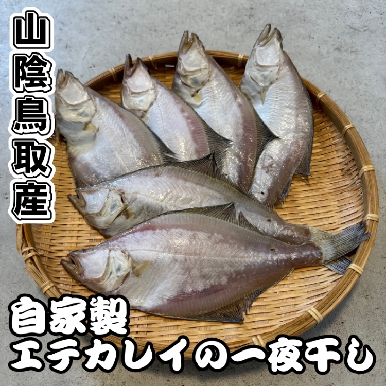 自家製！エテカレイの一夜干し【中小サイズ】6匹