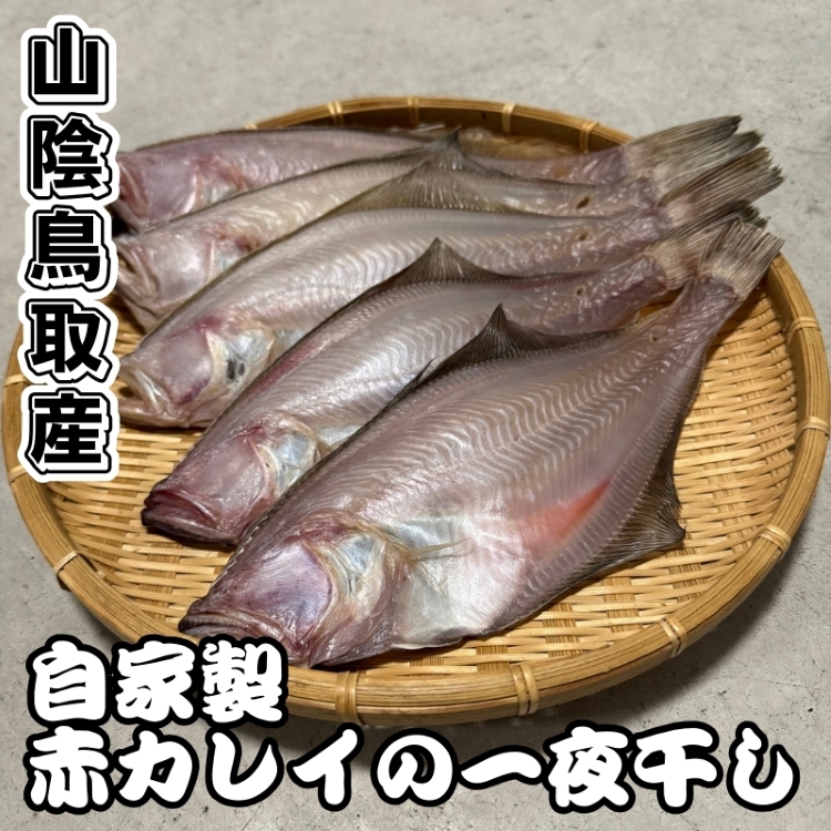 自家製！赤カレイの一夜干し【中サイズ】5匹