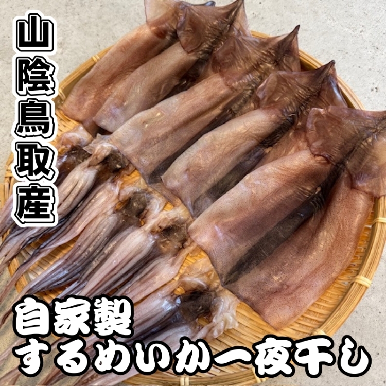 画像1: 自家製！するめいか一夜干し 【中サイズ】 5枚入り (1)