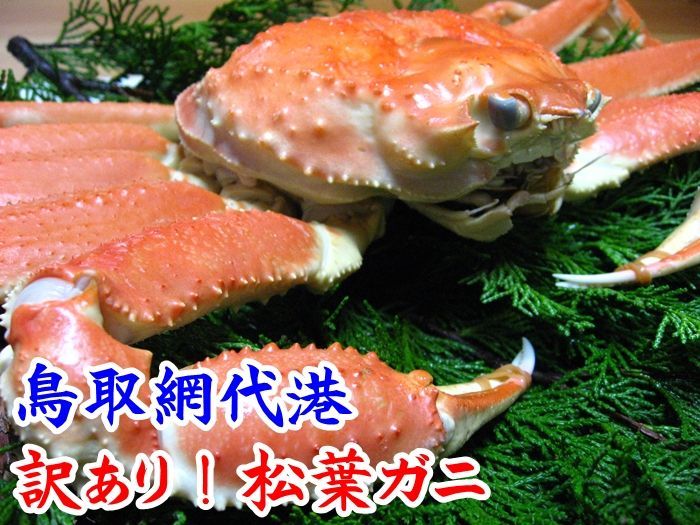 訳あり！松葉ガニ【大】　松葉ガニ通販店！鳥取網代港より朝獲れの松葉ガニ直送『さかなや新鮮組』